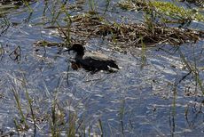 Krickente (2 von 2).jpg